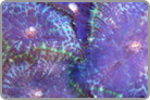 Cool Purple with a Dotted Green Rim. Vietnam Collected